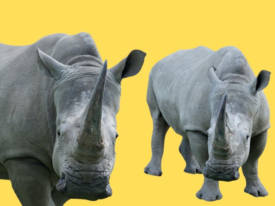 rinoceronti grigi crisi